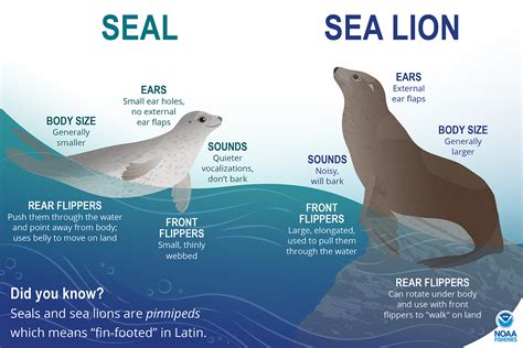 abdominal testes seal lion|Why some mammal species don’t have descended .